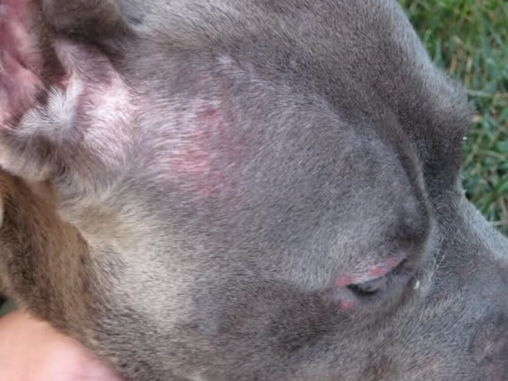 flea bites on dogs