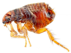 dog flea