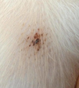 flea bites on dogs