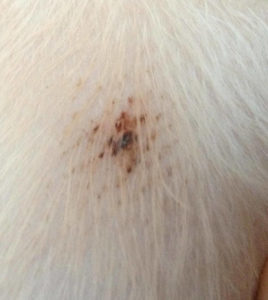 do flea bites itch on dogs