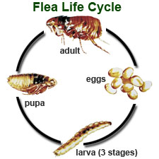 flea life cycle